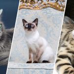 hypoallergenic cats