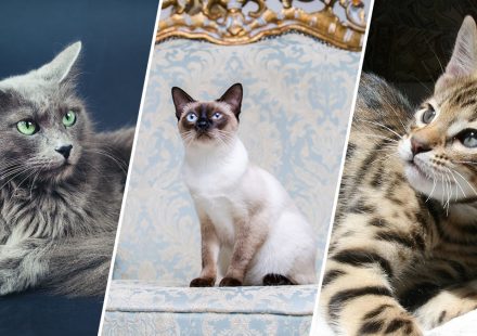 hypoallergenic cats