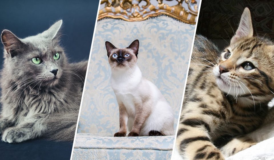 hypoallergenic cats