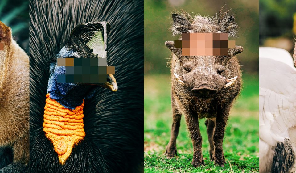 ugly animals