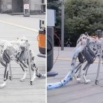 Dog With Robot