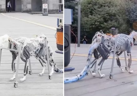 Dog With Robot