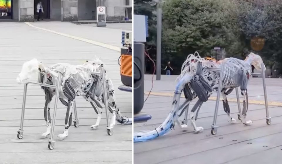 Dog With Robot