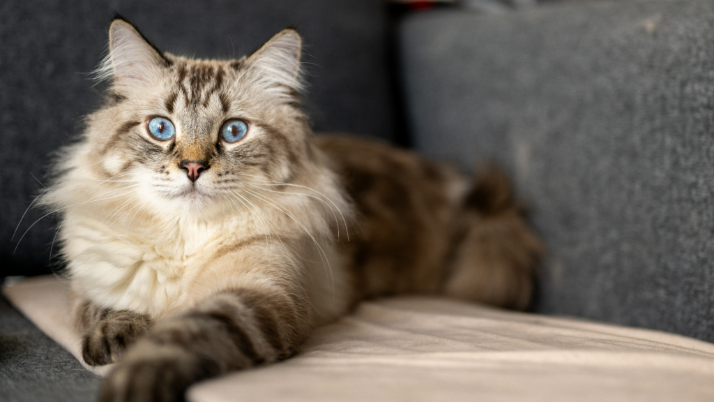 hypoallergenic cats