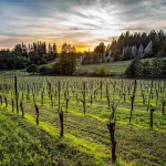 sonoma wineries