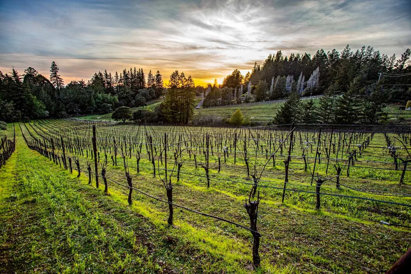 sonoma wineries