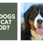 can dogs eat cat food