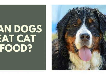 can dogs eat cat food