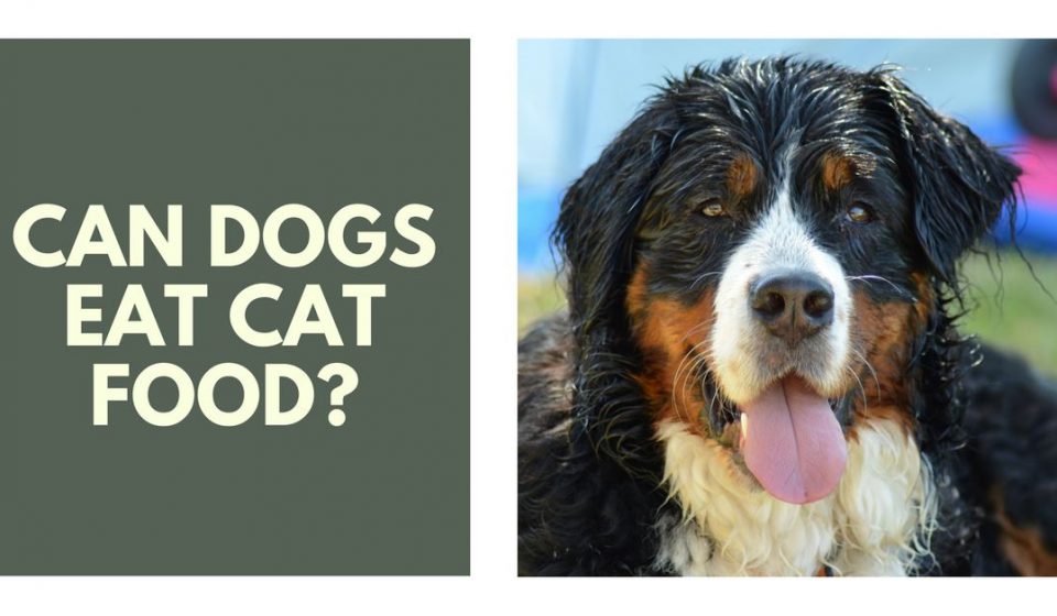 can dogs eat cat food