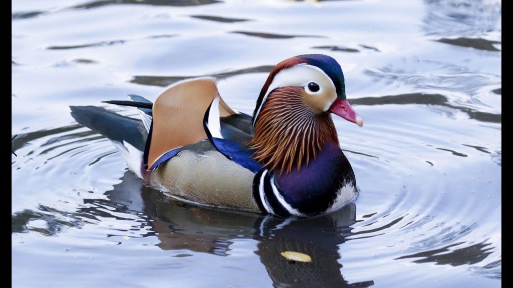 Mandarin Duck