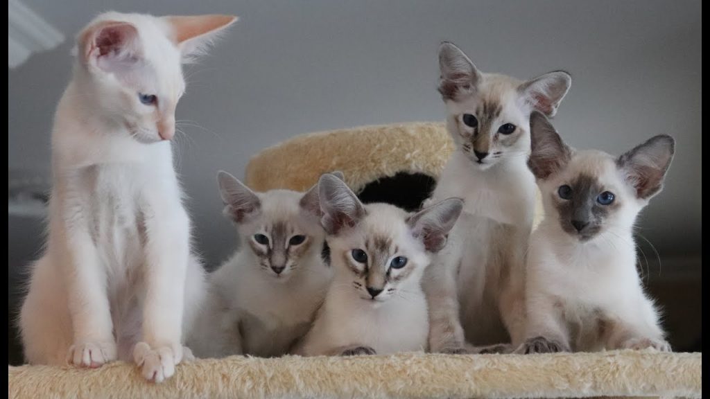 hypoallergenic cats