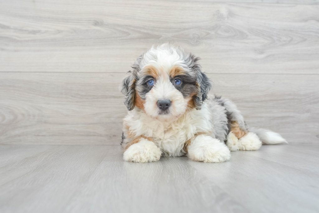 Mini bernedoodle