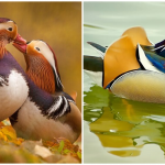 Mandarin Duck