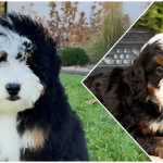Mini bernedoodle