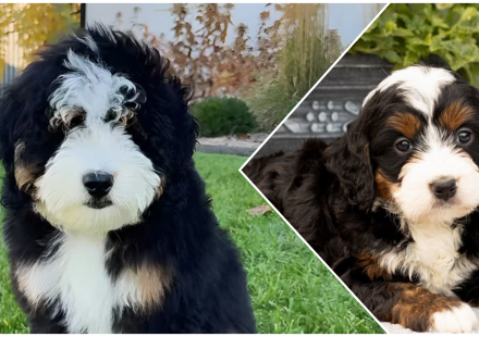 Mini bernedoodle
