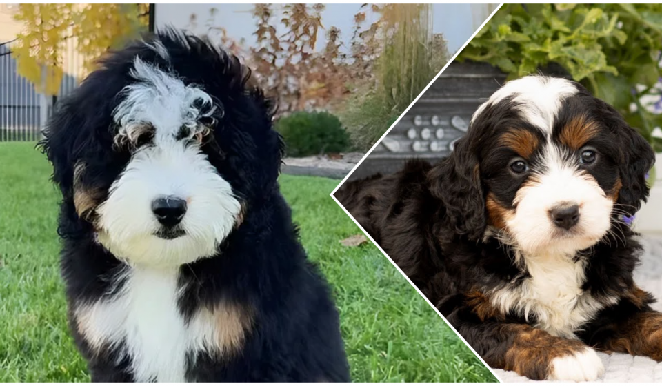 Mini bernedoodle